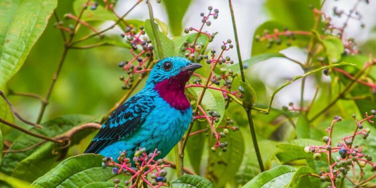Quel est l'oiseau qui s'apprivoise le mieux ?