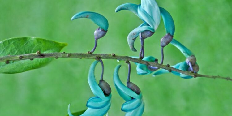 Quel est l'utilité de la liane ?