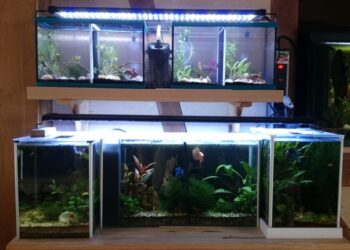 Quel filtre pour Guppy ?