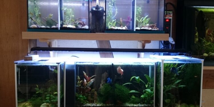 Quel filtre pour Guppy ?