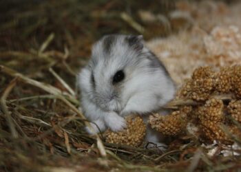 Quel foin pour son hamster ?