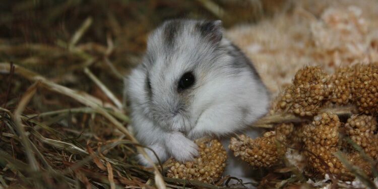 Quel foin pour son hamster ?