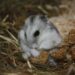 Quel foin pour son hamster ?