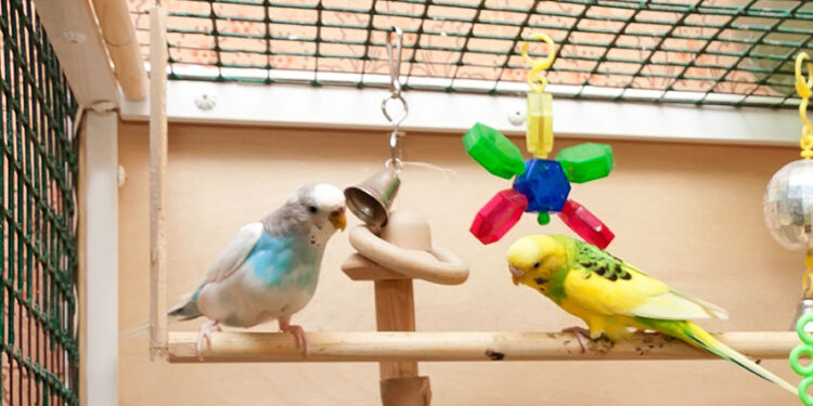 Quel fond de cage pour perruche ?