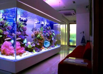 Quel fond mettre dans un aquarium ?