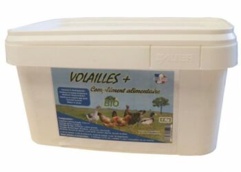 Quel fortifiant pour les poules ?