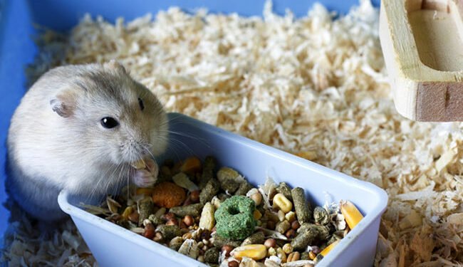 Quel fromage pour hamster ?