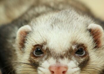 Quel fruit Peut-on donner à un furet ?