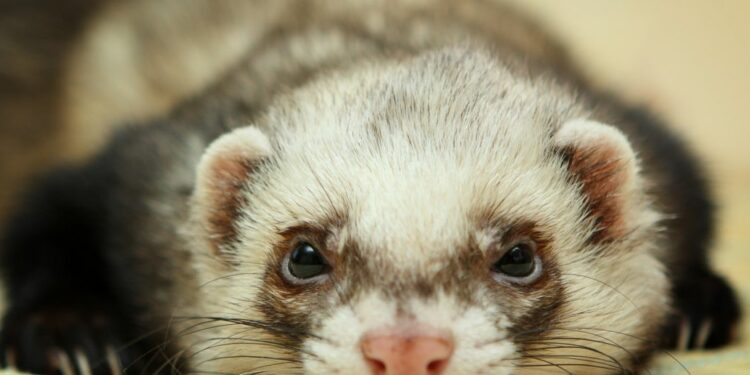 Quel fruit Peut-on donner à un furet ?