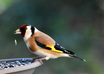 Quel fruit donner à un chardonneret ?