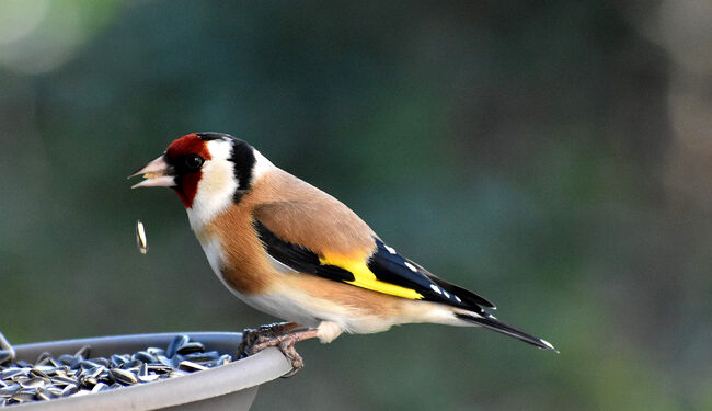 Quel fruit donner à un chardonneret ?