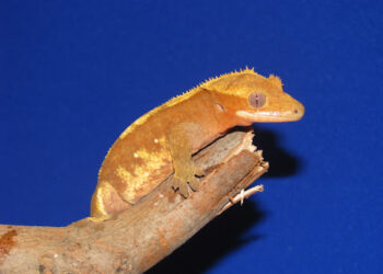 Quel fruit donner à un gecko à crête ?