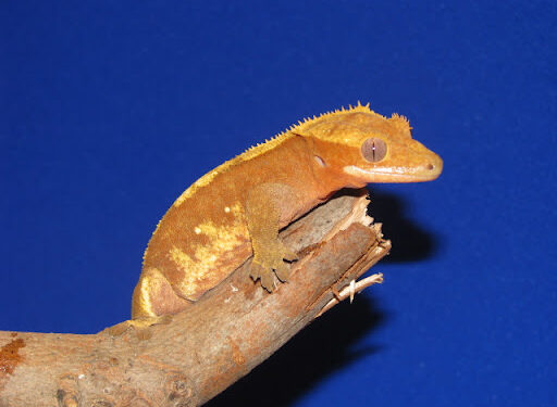 Quel fruit donner à un gecko à crête ?