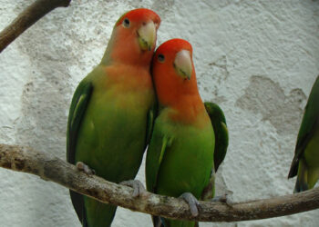 Quel fruit donner à un inséparable ?