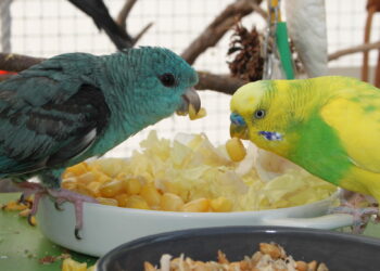 Quel fruit et légume pour perruche ?