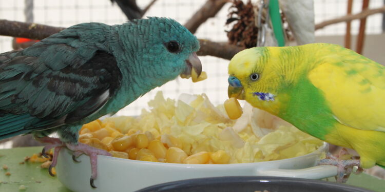 Quel fruit et légume pour perruche ?