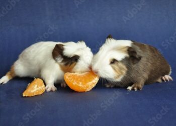 Quel fruit et légume pour un cochon d'Inde ?