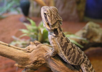 Quel fruit et légume pour un pogona ?