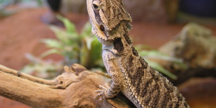 Quel fruit et légume pour un pogona ?