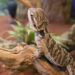 Quel fruit et légume pour un pogona ?