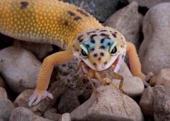 Quel fruit mangé le gecko ?