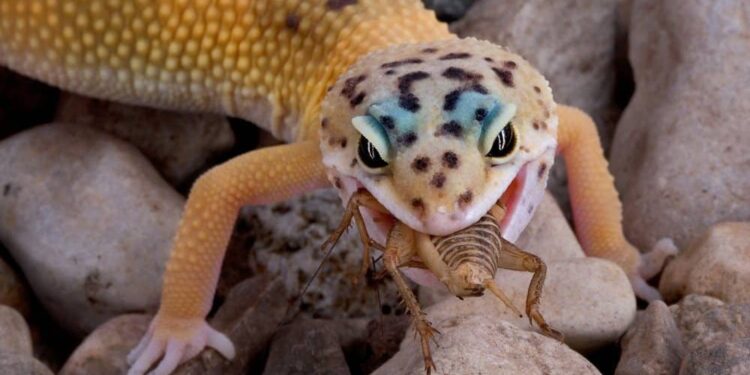 Quel fruit mangé le gecko ?