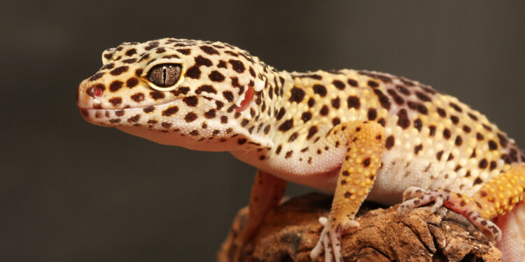 Quel fruit mangé le gecko ?