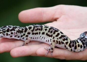 Quel fruit mangé le gecko ?