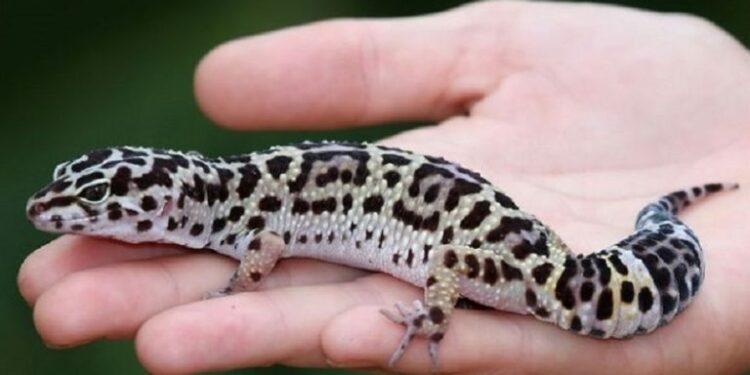 Quel fruit mangé le gecko ?