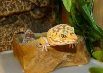 Quel fruit mangé le gecko ?