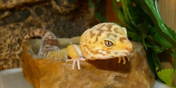 Quel fruit mangé le gecko ?