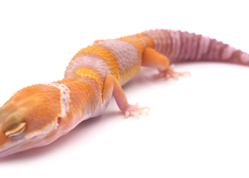 Quel fruit mangé le gecko ?