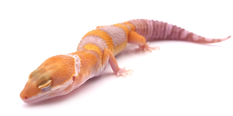 Quel fruit mangé le gecko ?