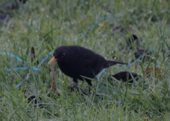 Quel fruit mange les merles ?