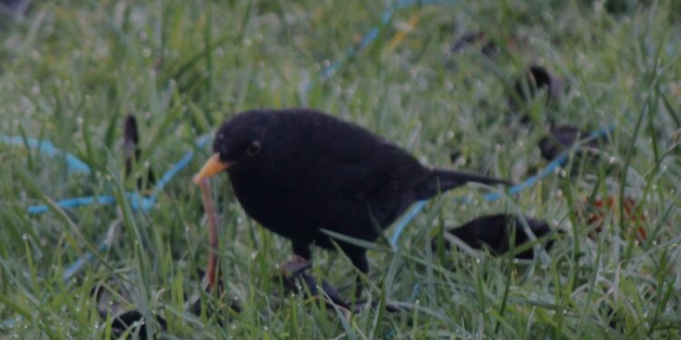 Quel fruit mange les merles ?