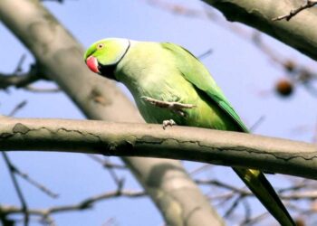 Quel fruit mange les perruches à collier ?