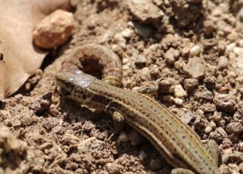 Quel fruit mange un lézard ?