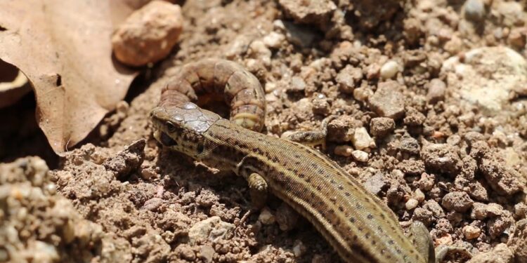 Quel fruit mange un lézard ?