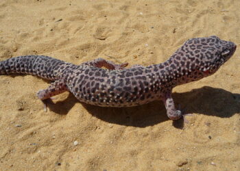Quel fruit mange un lézard ?