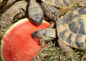 Quel fruit mange une tortue Hermann ?