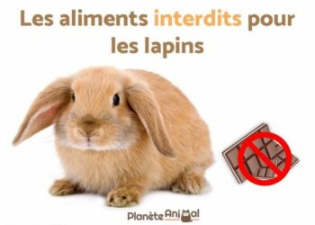 Quel fruit pour lapin bélier ?