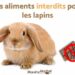 Quel fruit pour lapin bélier ?