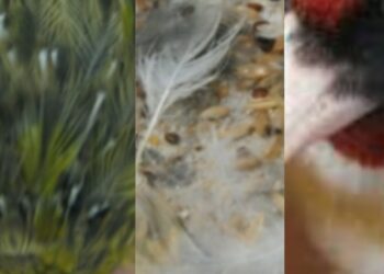 Quel fruit pour le canari ?