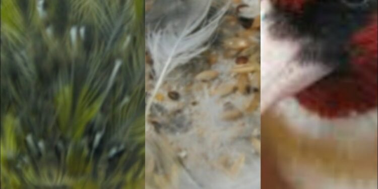 Quel fruit pour le canari ?