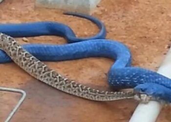 Quel goût a le crocodile ?