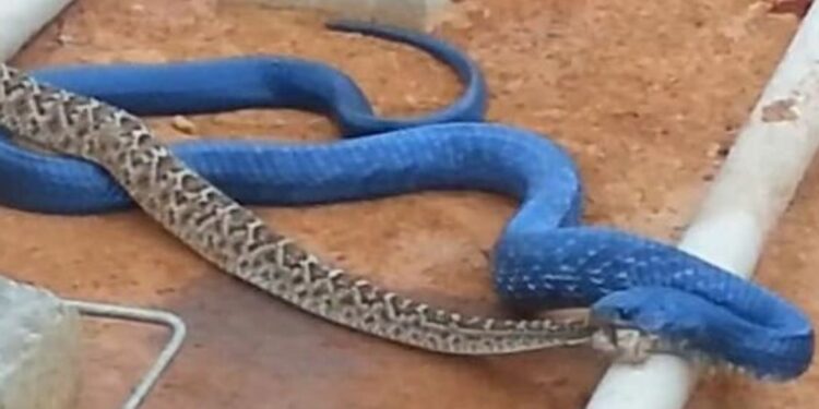 Quel goût a le crocodile ?