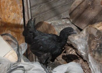 Quel goût a un œuf de 100 ans ?