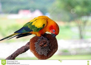 Quel graines pour perroquet ?