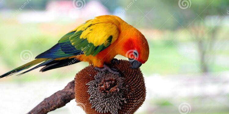 Quel graines pour perroquet ?