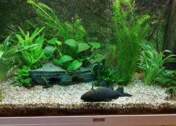 Quel gravier mettre au fond d'un aquarium ?